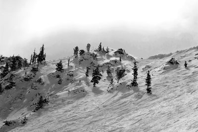 Trees on snow covered hill against sky