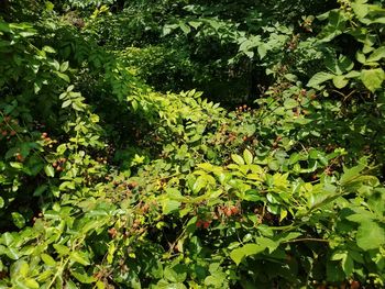 View of fresh green leaves and tree