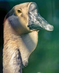 Close-up of bird