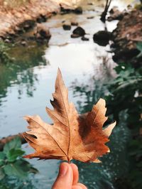 Close-up of hand holding maple leaves