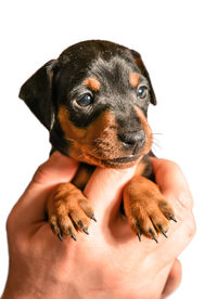 Close-up of hand holding puppy against white background