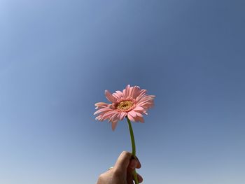 Cropped hand holding yellow flower against blue sky