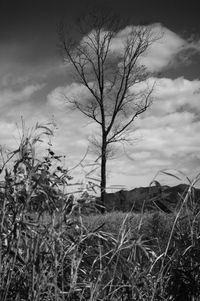 Plants on field against sky