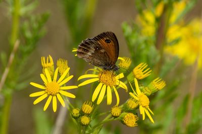 Close-up of butterfly pollinating on yellow flower