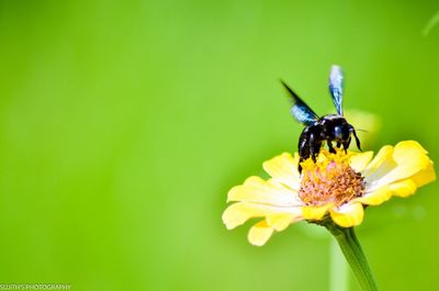 Close-up of honey bee on flower