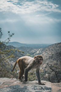 Monkey standing on rock against sky