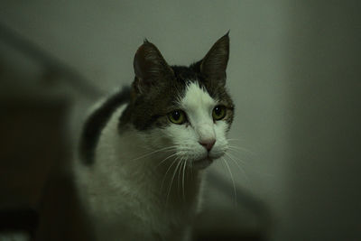 Close-up portrait of a cat