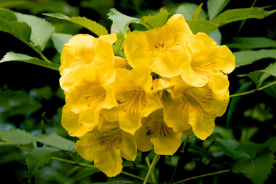 Close-up of yellow flowers