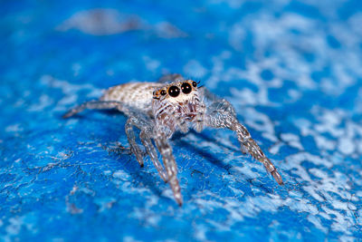 Close-up of spider