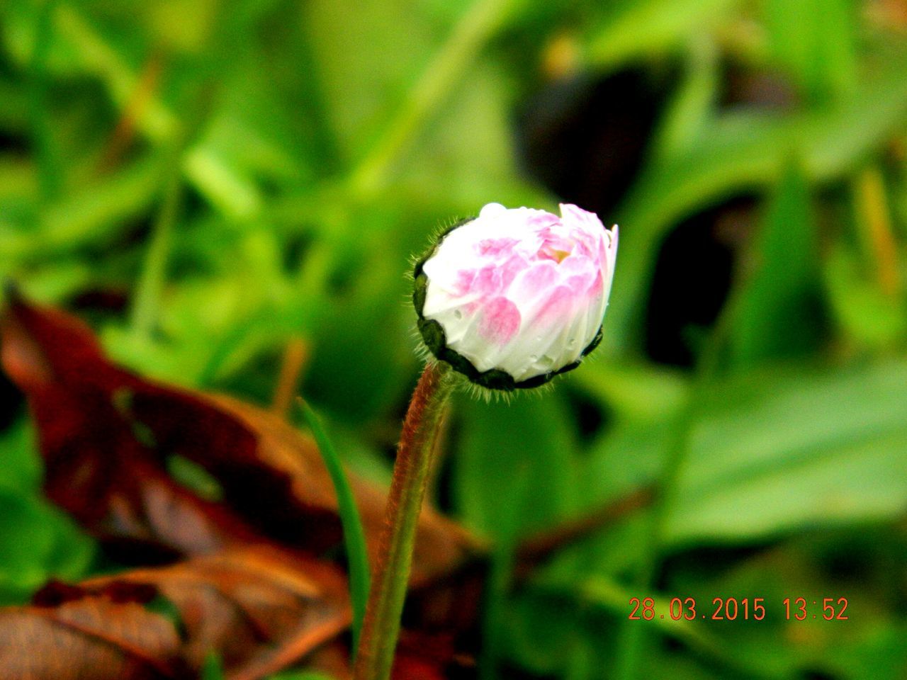 flower, freshness, growth, pink color, fragility, close-up, focus on foreground, beauty in nature, plant, nature, petal, flower head, green color, bud, selective focus, leaf, blooming, stem, day, outdoors