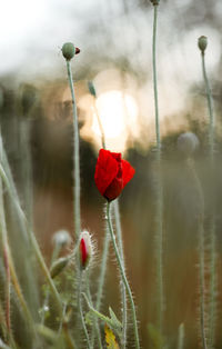 Close-up of red flowering plant