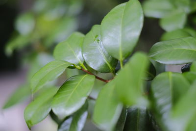 Close-up of fresh green leaves on plant