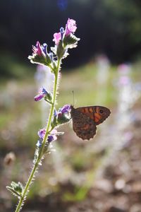Close-up of butterfly pollinating on flower