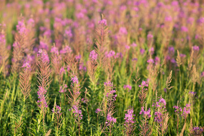 Close-up of fresh purple flowers in field