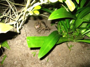 Close-up of bird perching on plant