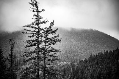 Pine trees on field against sky