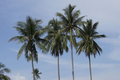 Low angle view of palm trees against sky