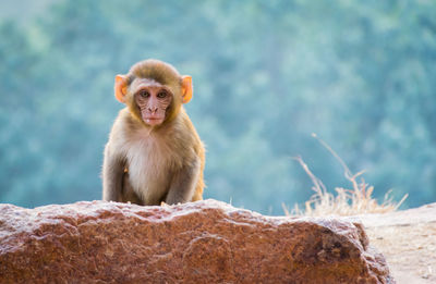 Portrait of monkey sitting on rock