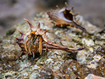 Close-up of crabs on rock