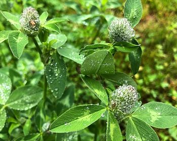 Close-up of raindrops on leaves