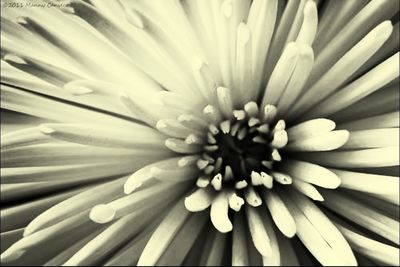 Close-up of flowers