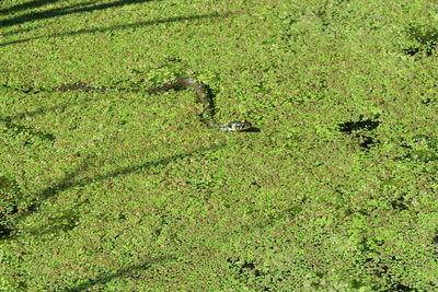 High angle view of leaf on grassy field