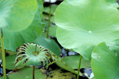 Close-up of flower blooming outdoors