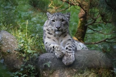 View of cat relaxing on field