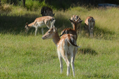 Fallow deers on the meadow of a farm.