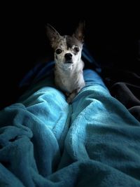 Portrait of dog against black background