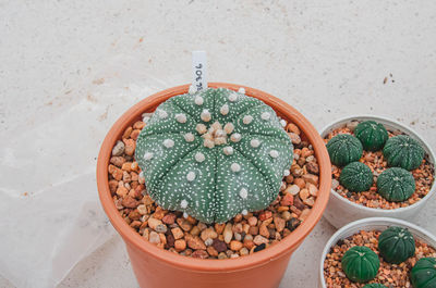 High angle view of potted plants in container