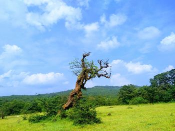 Tree on field against sky