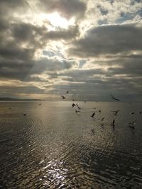 Birds flying over sea against sky