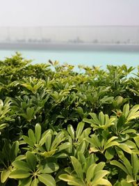 Close-up of plants against blurred background