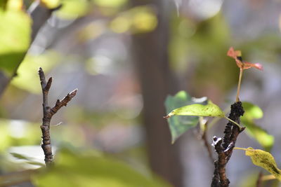 Close-up of plant growing outdoors