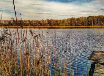 Reflection of trees in lake