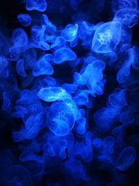 Close-up of jellyfish swimming underwater