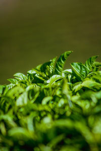 Close-up of fresh tea leaves
