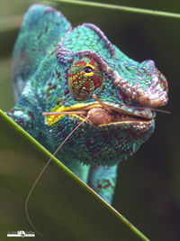 Close-up of insect on flower