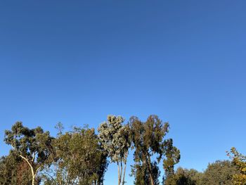 Low angle view of trees against clear blue sky