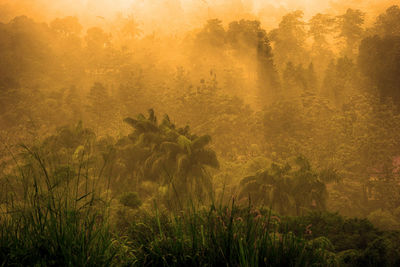 Scenic view of forest against sky at dawn