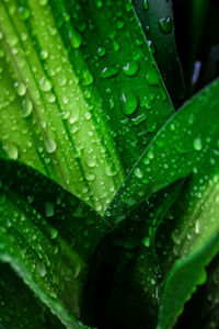 Close-up of wet leaves on rainy day