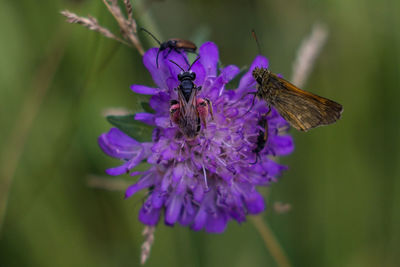 Close-up of insect on purple flower