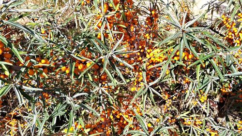 High angle view of dry leaves on field