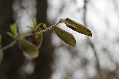 Close-up of green leaf on twig