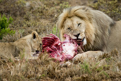 Close-up of lion and cub eating meat