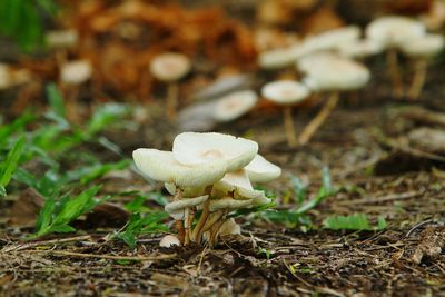 Close-up of mushroom growing on field