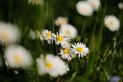 Close-up of white daisy flowers on field