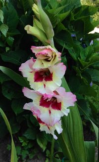 Close-up of flowers blooming outdoors