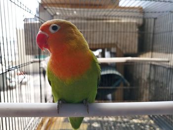 Close-up of parrot in cage